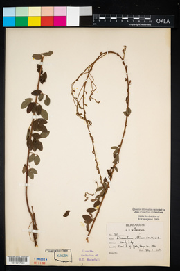 Desmodium obtusum image