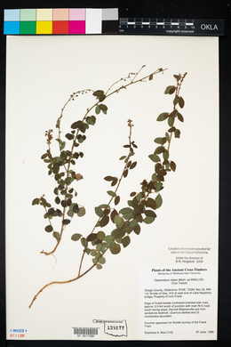 Desmodium ciliare image