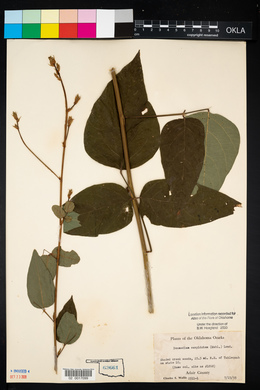 Desmodium cuspidatum image