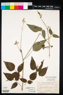 Desmodium cuspidatum image