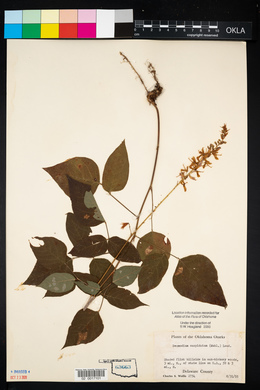 Desmodium cuspidatum image