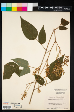 Desmodium cuspidatum image