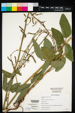 Desmodium illinoense image