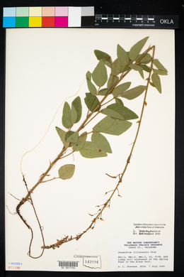 Desmodium illinoense image