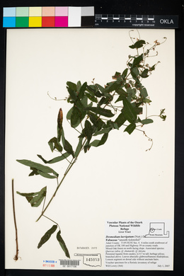 Desmodium laevigatum image