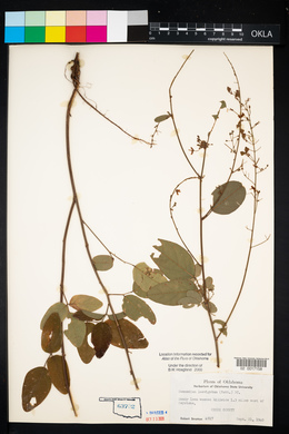 Desmodium laevigatum image