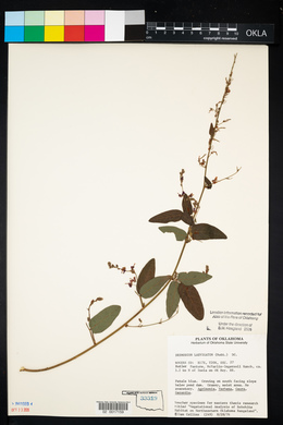 Desmodium laevigatum image