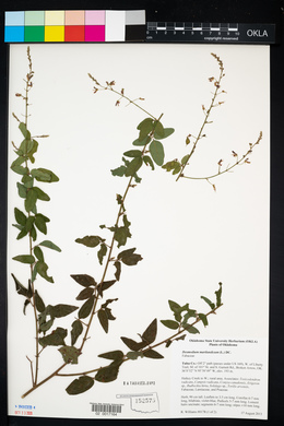 Desmodium marilandicum image