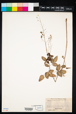 Desmodium marilandicum image