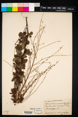 Desmodium marilandicum image