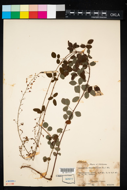 Desmodium marilandicum image