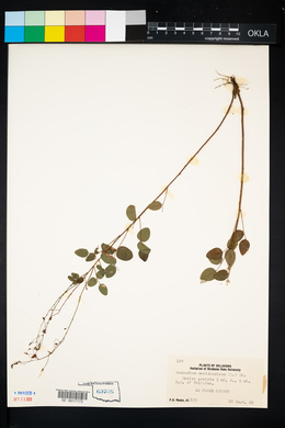 Desmodium marilandicum image