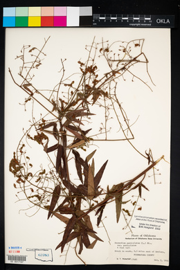 Desmodium paniculatum var. paniculatum image