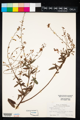 Desmodium paniculatum var. paniculatum image