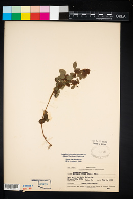 Desmodium ciliare image