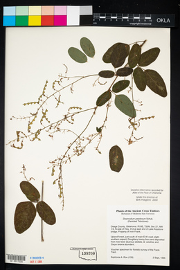 Desmodium perplexum image