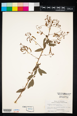 Desmodium obtusum image