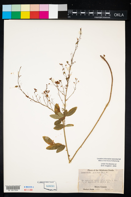 Desmodium obtusum image