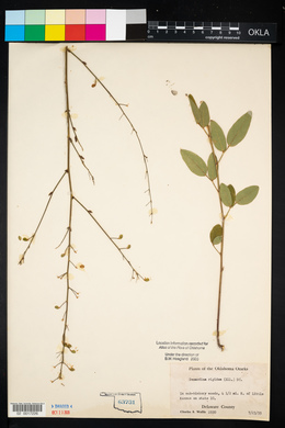 Desmodium obtusum image