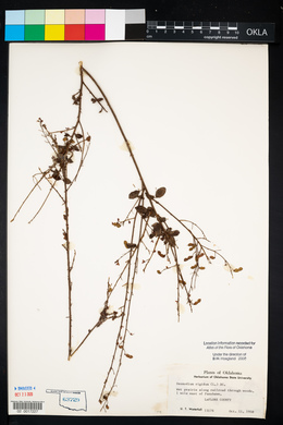 Desmodium obtusum image