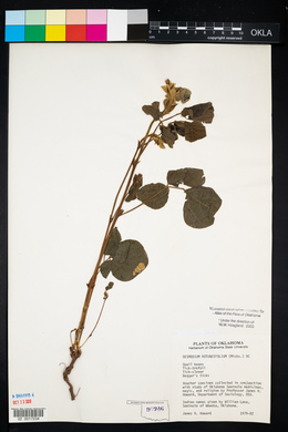 Desmodium rotundifolium image