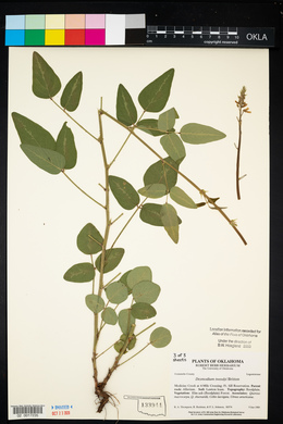 Desmodium tweedyi image