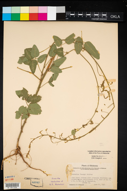 Desmodium tweedyi image