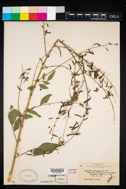 Desmodium tortuosum image