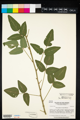 Desmodium tweedyi image