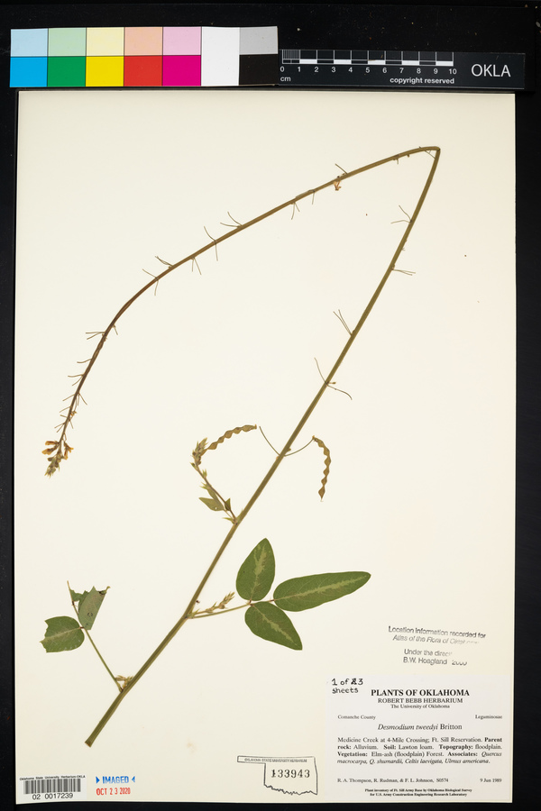 Desmodium tweedyi image