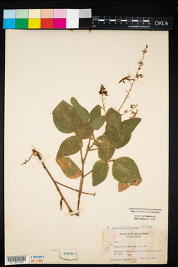 Desmodium viridiflorum image