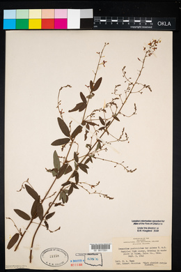 Desmodium paniculatum var. paniculatum image