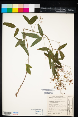 Desmodium paniculatum var. paniculatum image