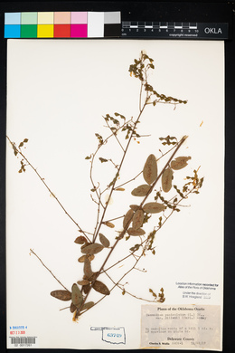 Desmodium perplexum image