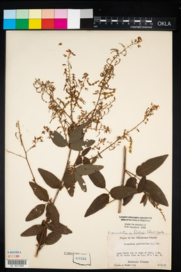 Desmodium perplexum image