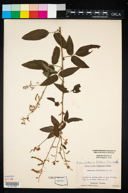 Desmodium perplexum image