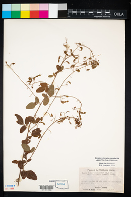 Desmodium perplexum image