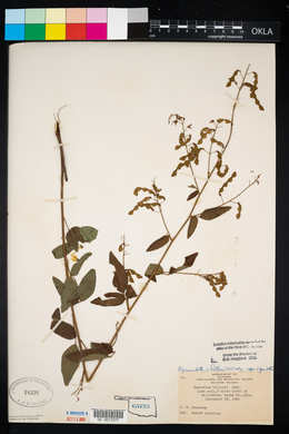 Desmodium perplexum image