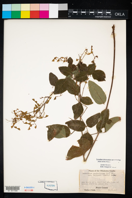 Desmodium perplexum image