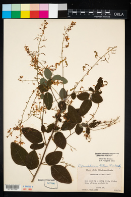 Desmodium perplexum image