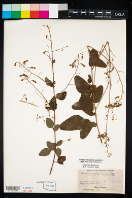 Desmodium perplexum image