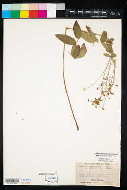 Desmodium perplexum image