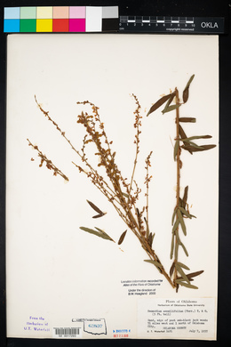 Desmodium sessilifolium image