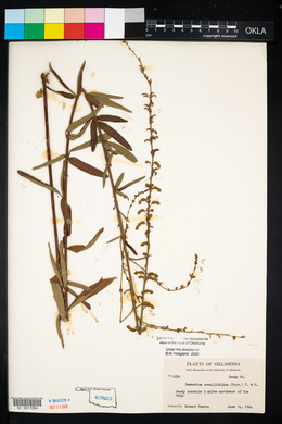 Desmodium sessilifolium image