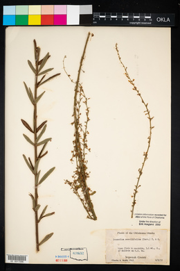 Desmodium sessilifolium image