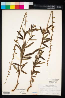 Desmodium sessilifolium image