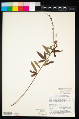 Desmodium sessilifolium image