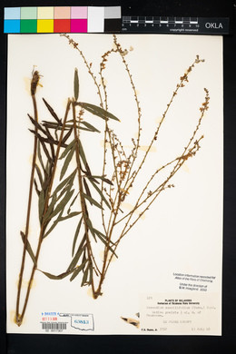 Desmodium sessilifolium image