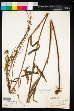 Desmodium sessilifolium image