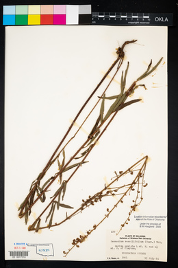 Desmodium sessilifolium image